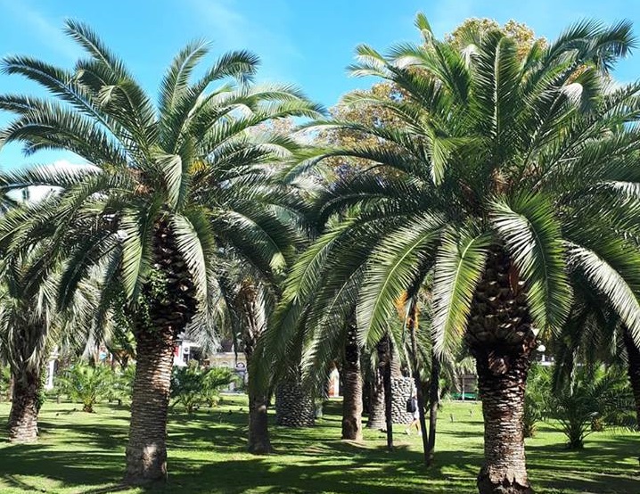 пальмы в сочи виды и названия