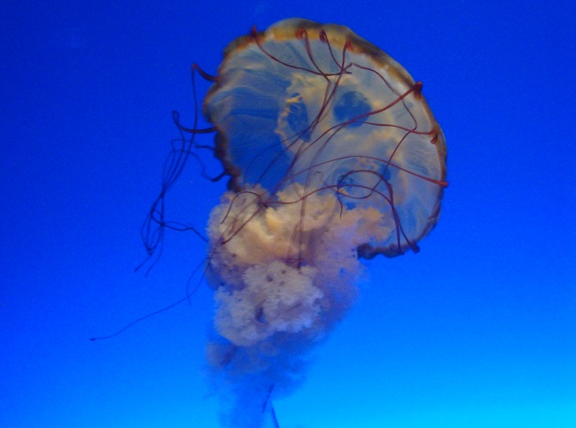 Медузы Черного Моря Фото С Названиями
