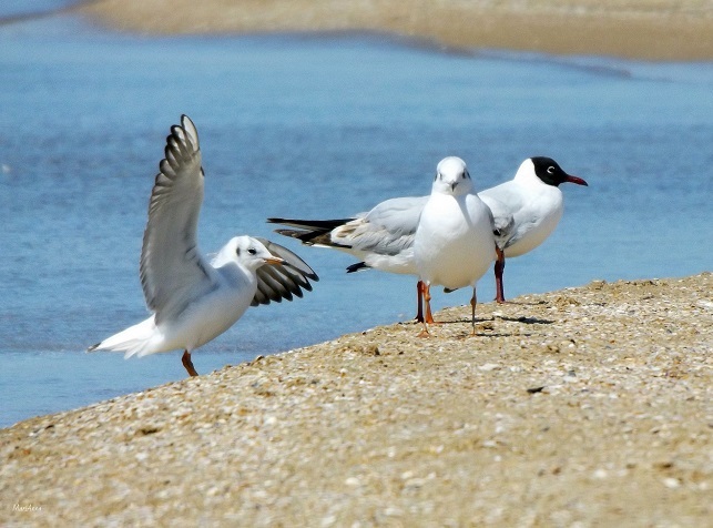 Птицы Белого Цвета Фото